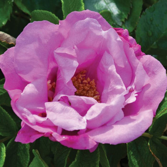 Rosa 'Foxi Pavement' (Uhlwa)