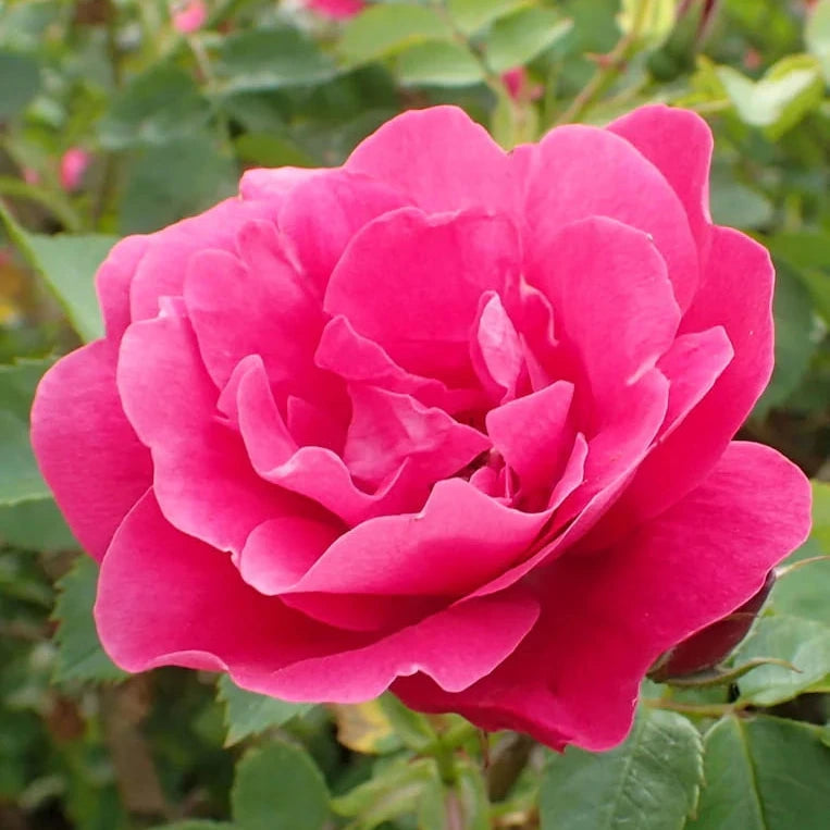 Rosa 'George Vancouver'