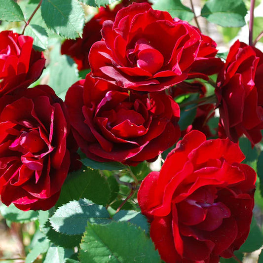 Rosa 'Hope for Humanity'