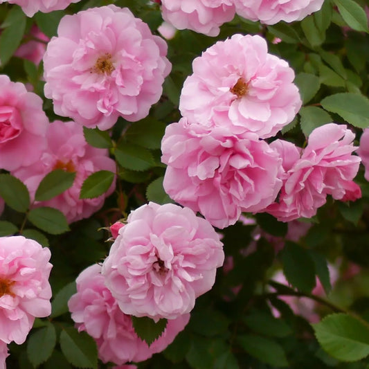 Rosa 'John Davis'