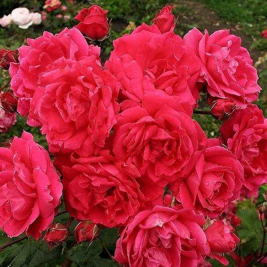 Rosa 'John Franklin'