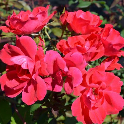 Rosa 'Knock Out'