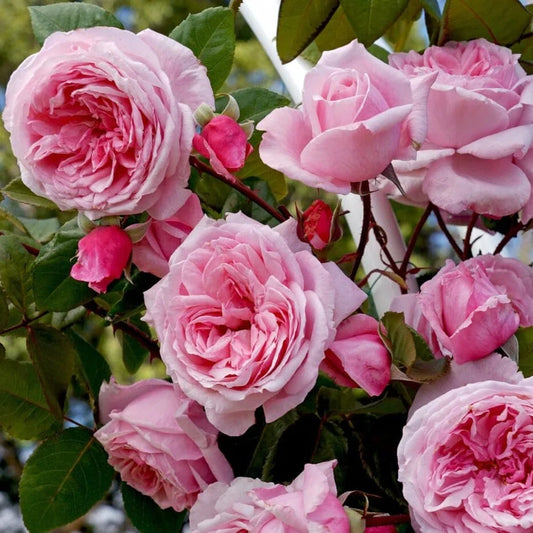 Rosa 'Lambert Closse'