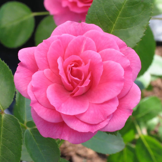 Rosa 'Morden Belle'