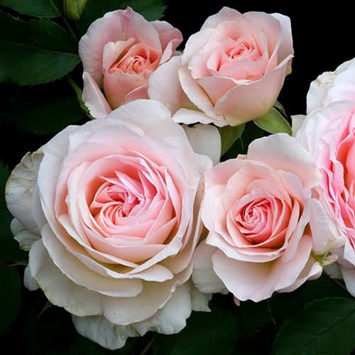 Rosa 'Morden Blush'