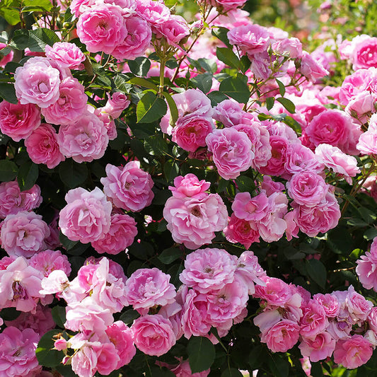 Rosa 'Morden Centennial'