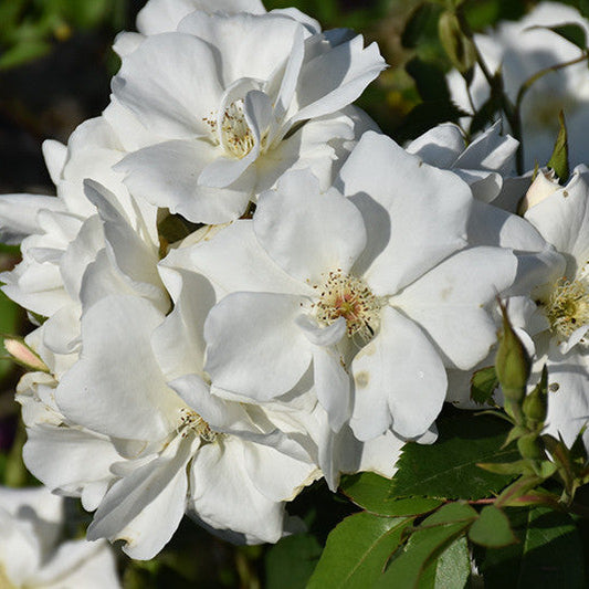 Rosa 'Morden Snow Beauty'