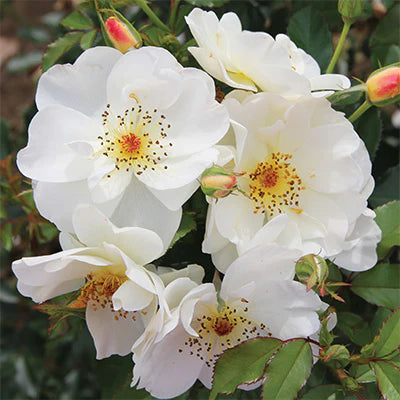 Rosa 'Oscar Peterson'