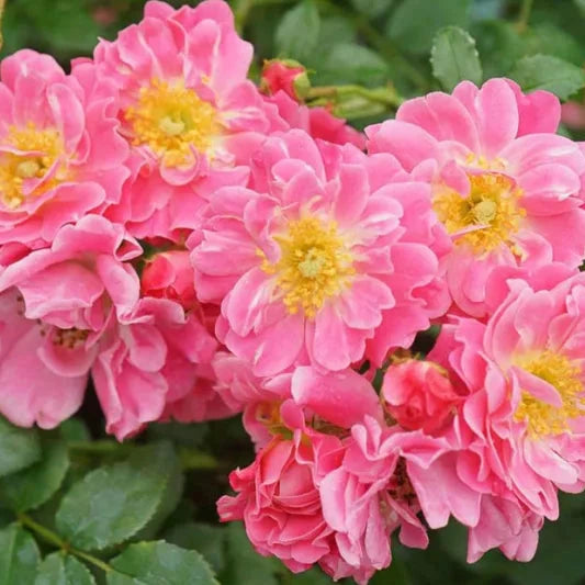 Rosa 'Oso Easy Double Pink'