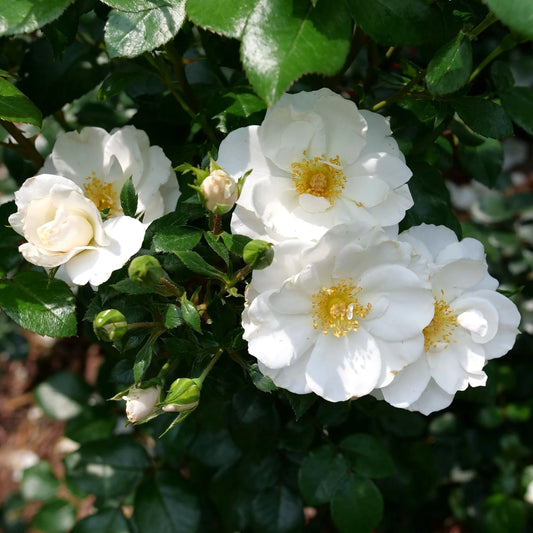 Rosa 'Oso Easy Ice Bay'