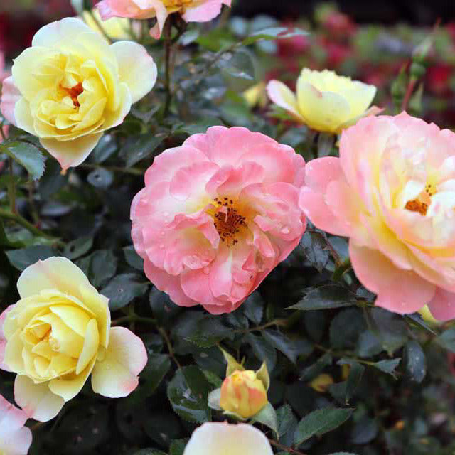 Rosa 'Oso Easy Italian Ice'
