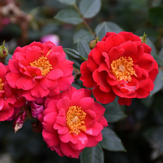 Rosa 'Oso Easy Urban Legend'