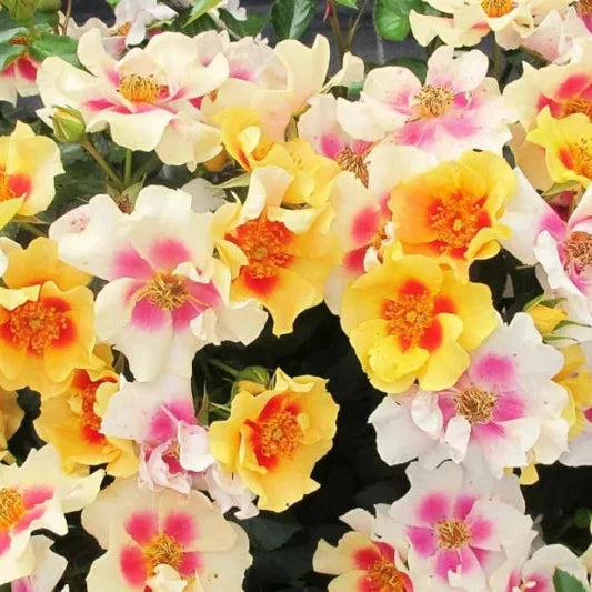 Rosa 'Ringo'