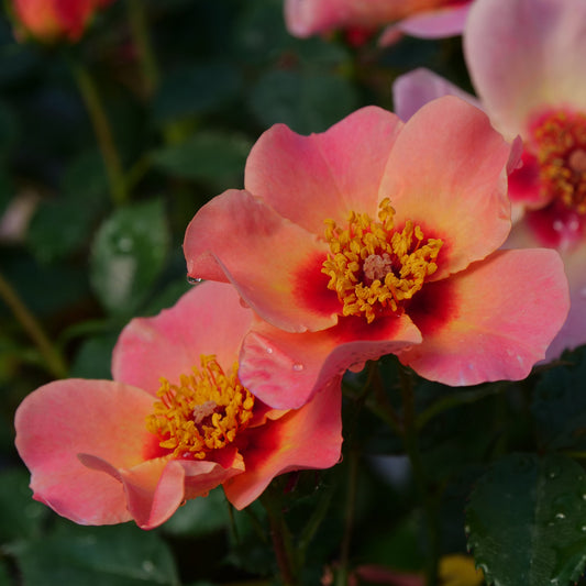 Rosa 'Ringo All-Star'