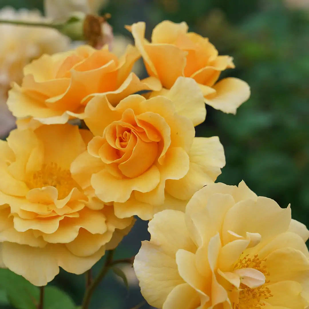 Rosa 'Rise-Up Amberness'