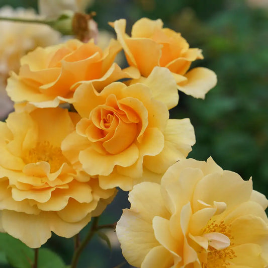 Rosa 'Rise-Up Amberness'