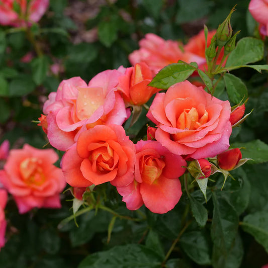Rosa 'Rise-Up Emberays'