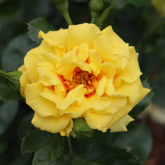 Rosa 'Rise-Up Ringo'