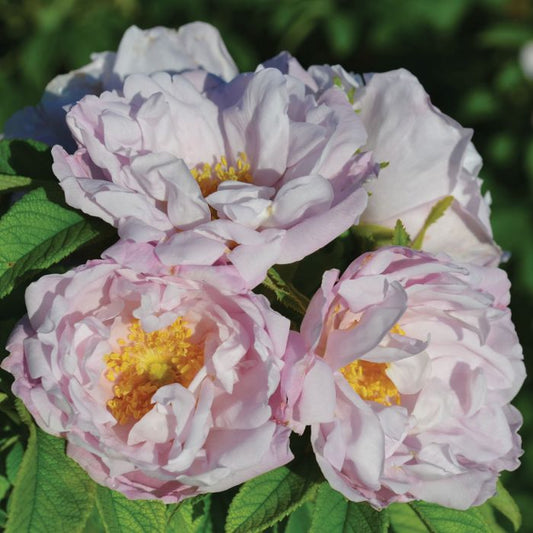 Rosa 'Snow Pavement' ('Hansnovem')