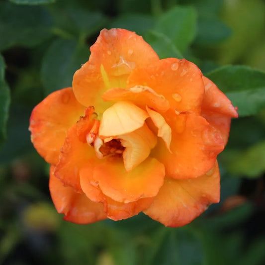 Rosa 'Sunorita'