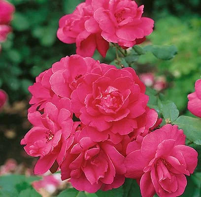 Rosa 'Winnipeg Parks'