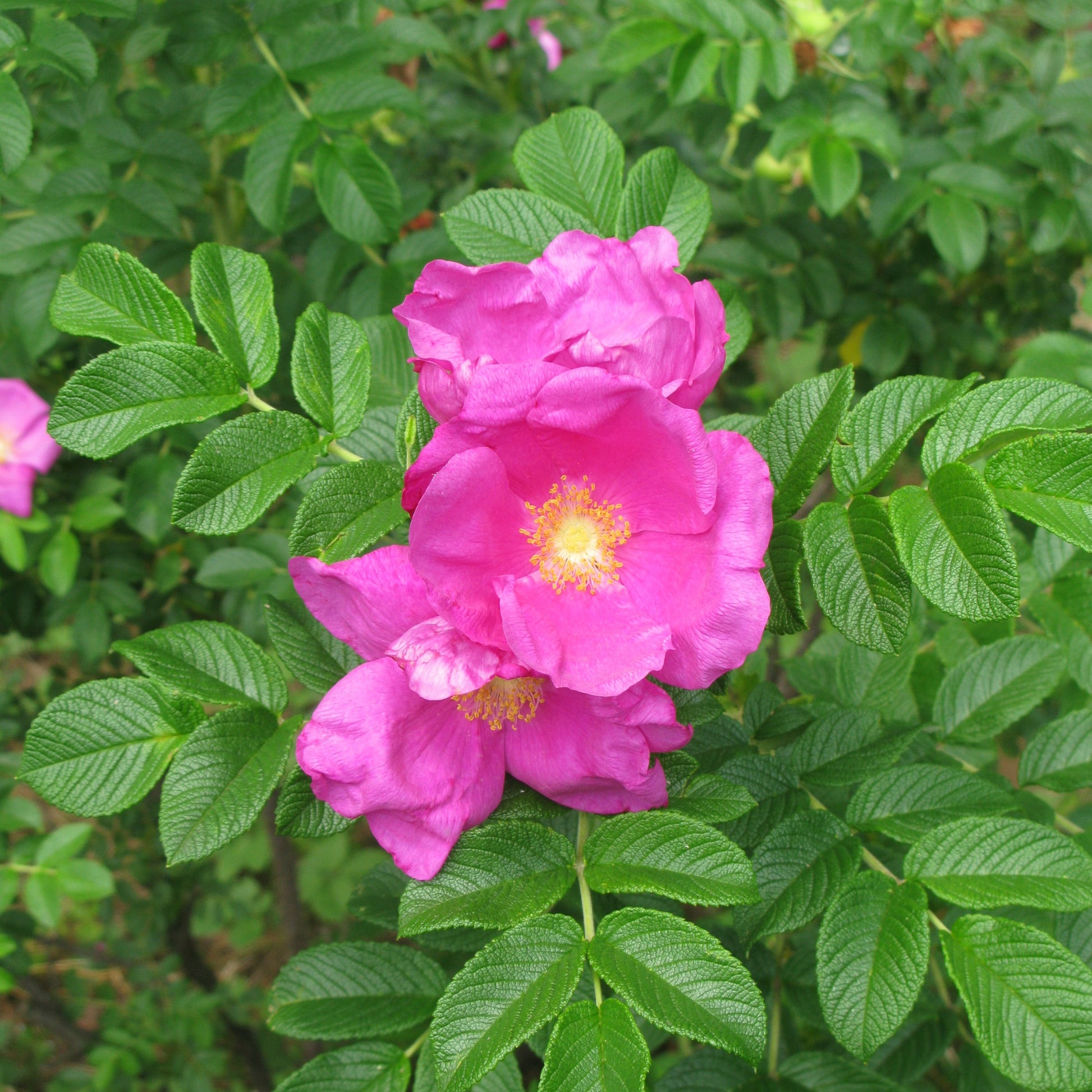 Rosa rugosa – www.jardinexpress.ca