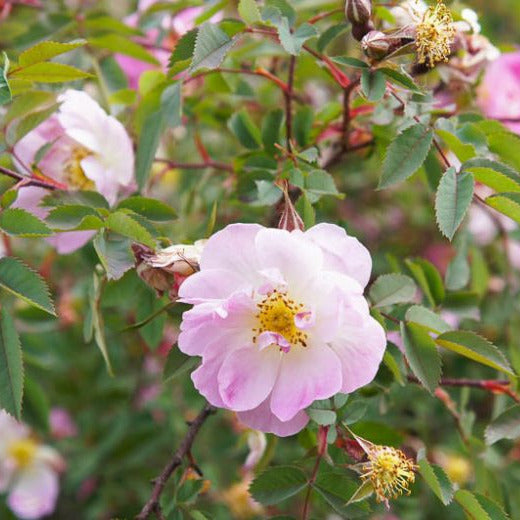 Rosa palustris