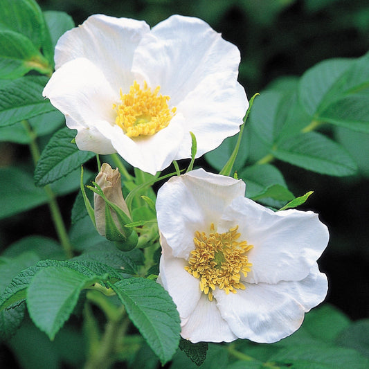 Rosa rugosa 'Alba'