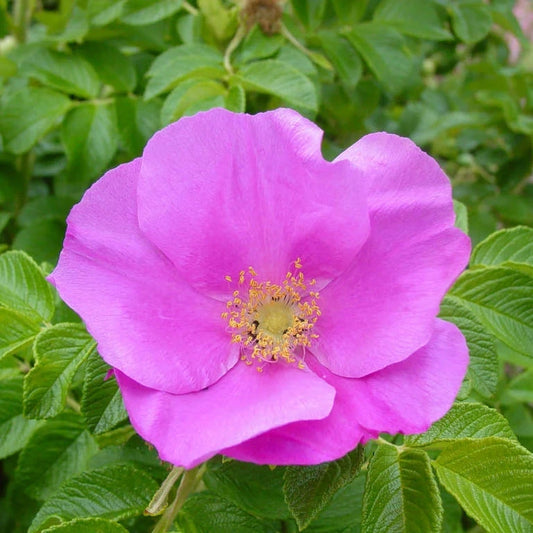 Rosa rugosa 'Rubra'