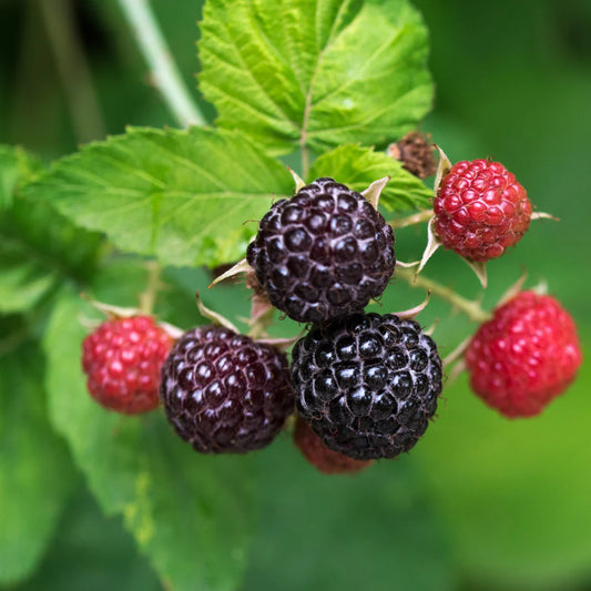 Rubus idaeus 'Jewel' (biologique)