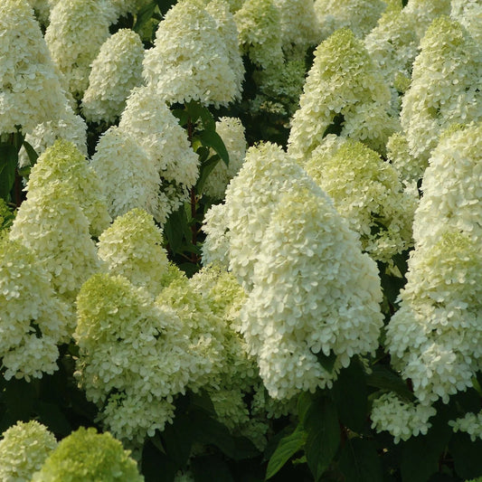 Hydrangea paniculata 'Limelight' (sur tige)