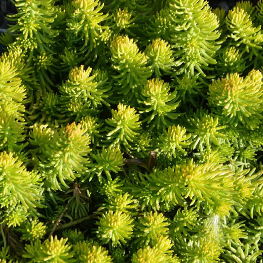 Sedum reflexum 'Angelina'