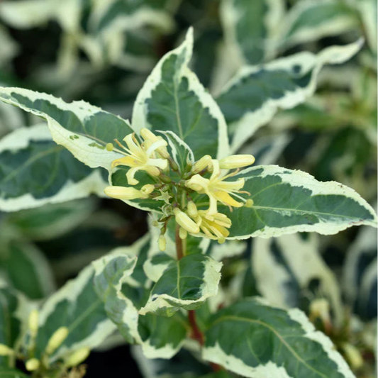 Diervilla sessilifolia 'Cool Splash'