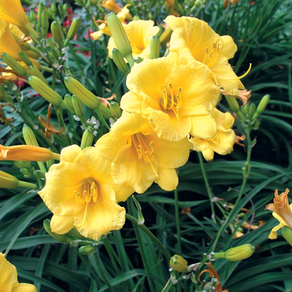 Hemerocallis 'Stella de Oro'