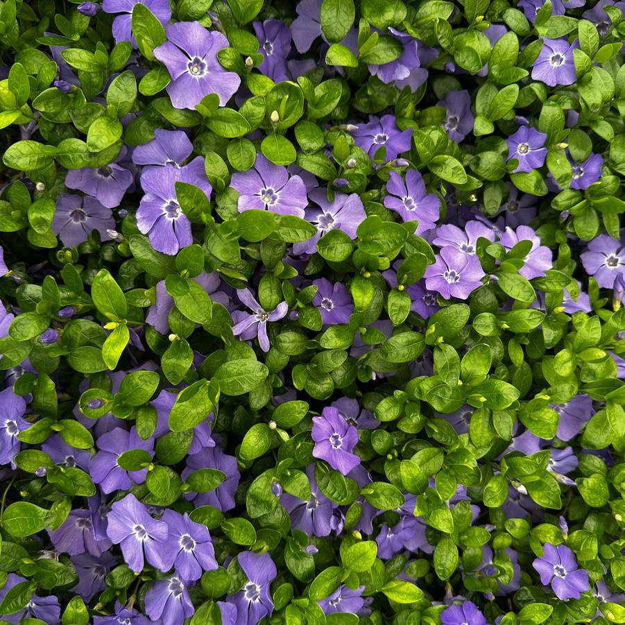Vinca minor 'Bowles Variety'