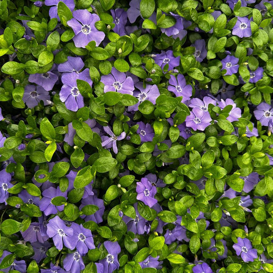 Vinca minor 'Bowles Variety'