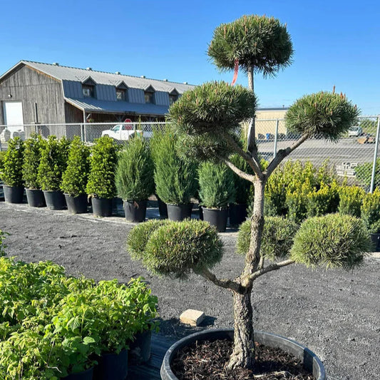 Pinus sylvestris (pompon)