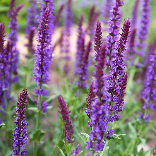 Salvia nemorosa 'May Night' (Mainacht)