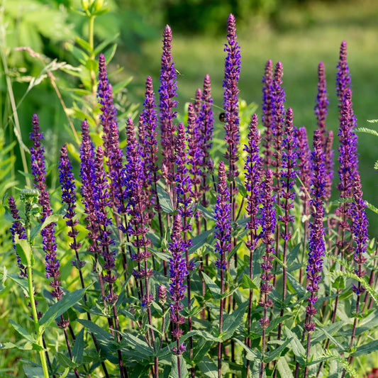 Salvia nemorosa 'Caradonna'