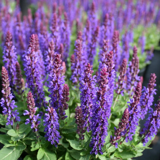 Salvia nemorosa 'Marcus'