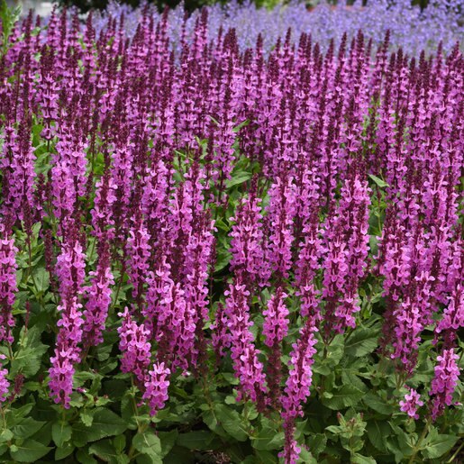 Salvia nemorosa 'Rose Marvel'