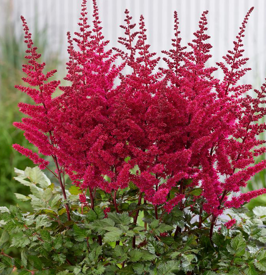 Astilbe chinensis 'Visions volcano'