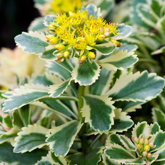 Sedum takesimense 'Atlantis'