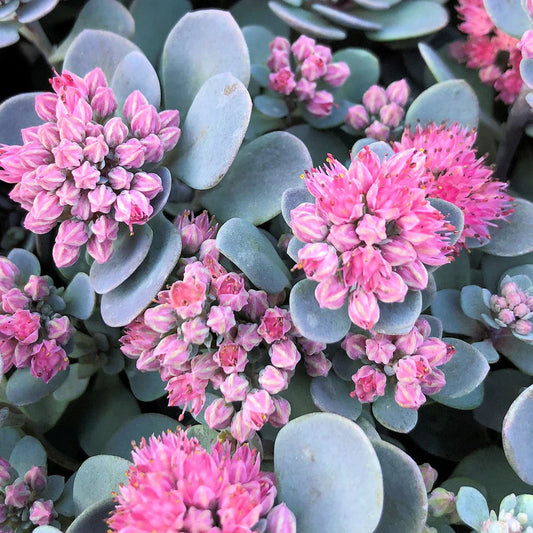 Sedum 'Blue Elf' (SunSparkler Series)