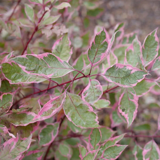 Cornus alba 'Sgt. Pepper'