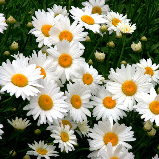 Leucanthenum superbum 'Alaska