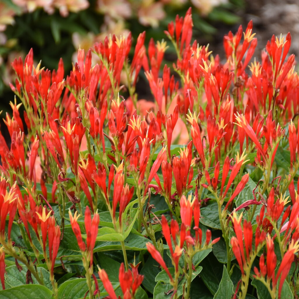 Spigelia 'Ragin Cajun'