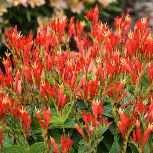 Spigelia 'Ragin Cajun'