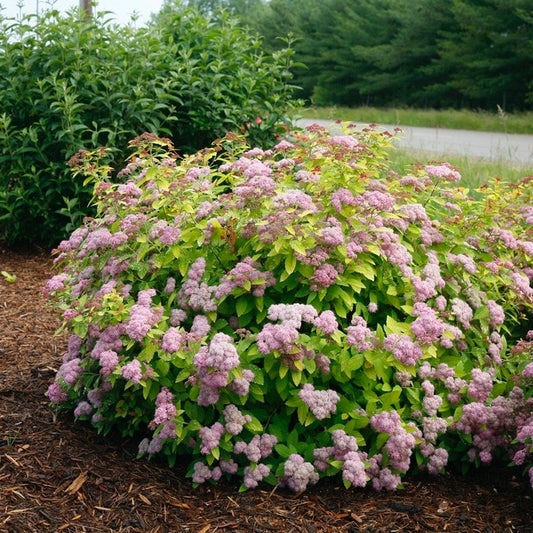 Spirea 'Double Play Big Bang'