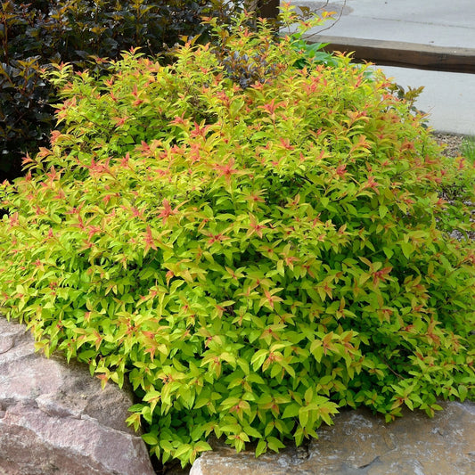 Spiraea japonica 'Goldmound'